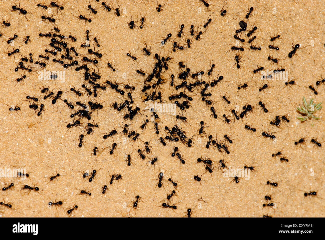 Ants colony Stock Photo