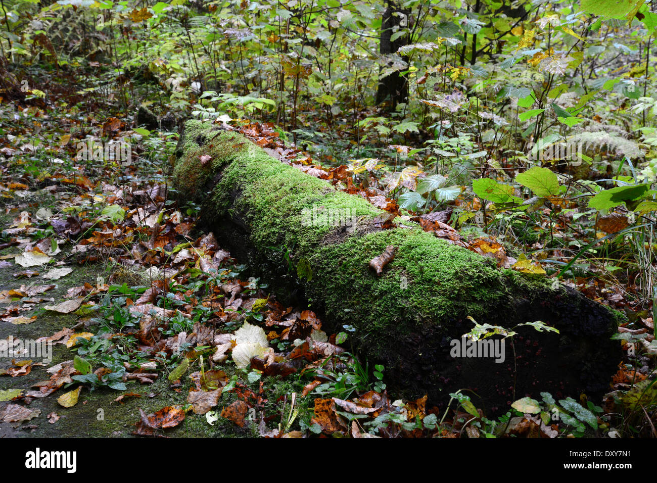 Old mossy log in the forest. Sigulda, nature Stock Photo