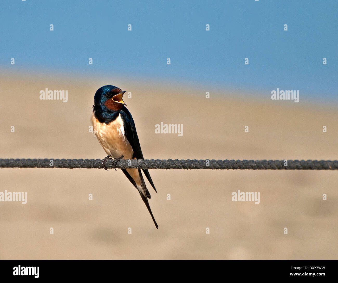 Barn swallow sings Stock Photo