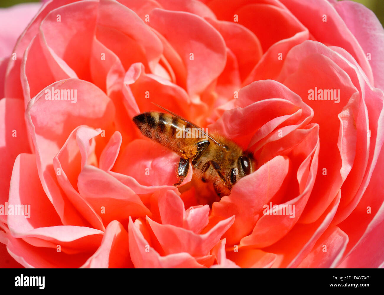Bee pollinating rose Stock Photo Alamy