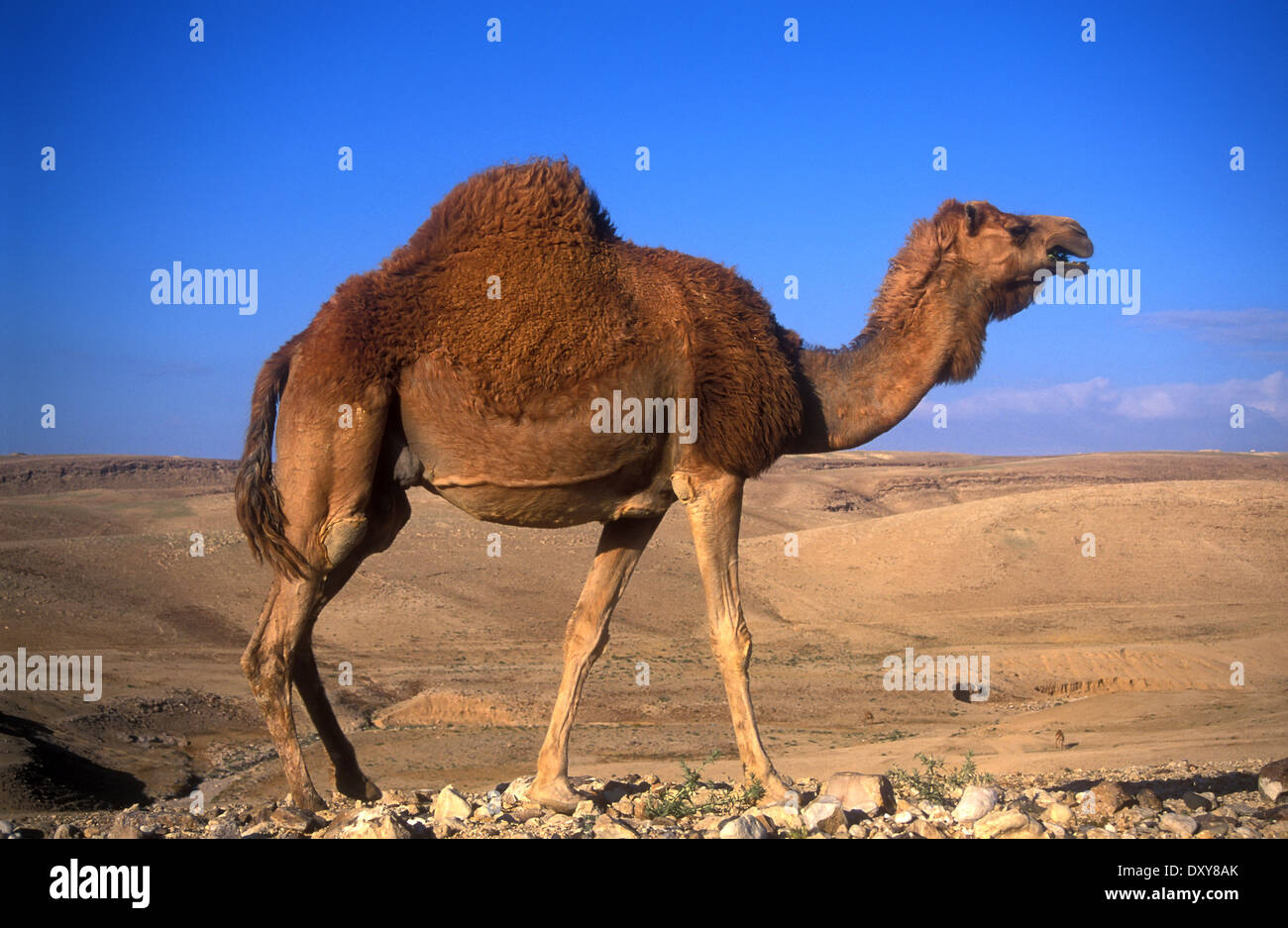 Camel in the Negev desert, Israel Stock Photo