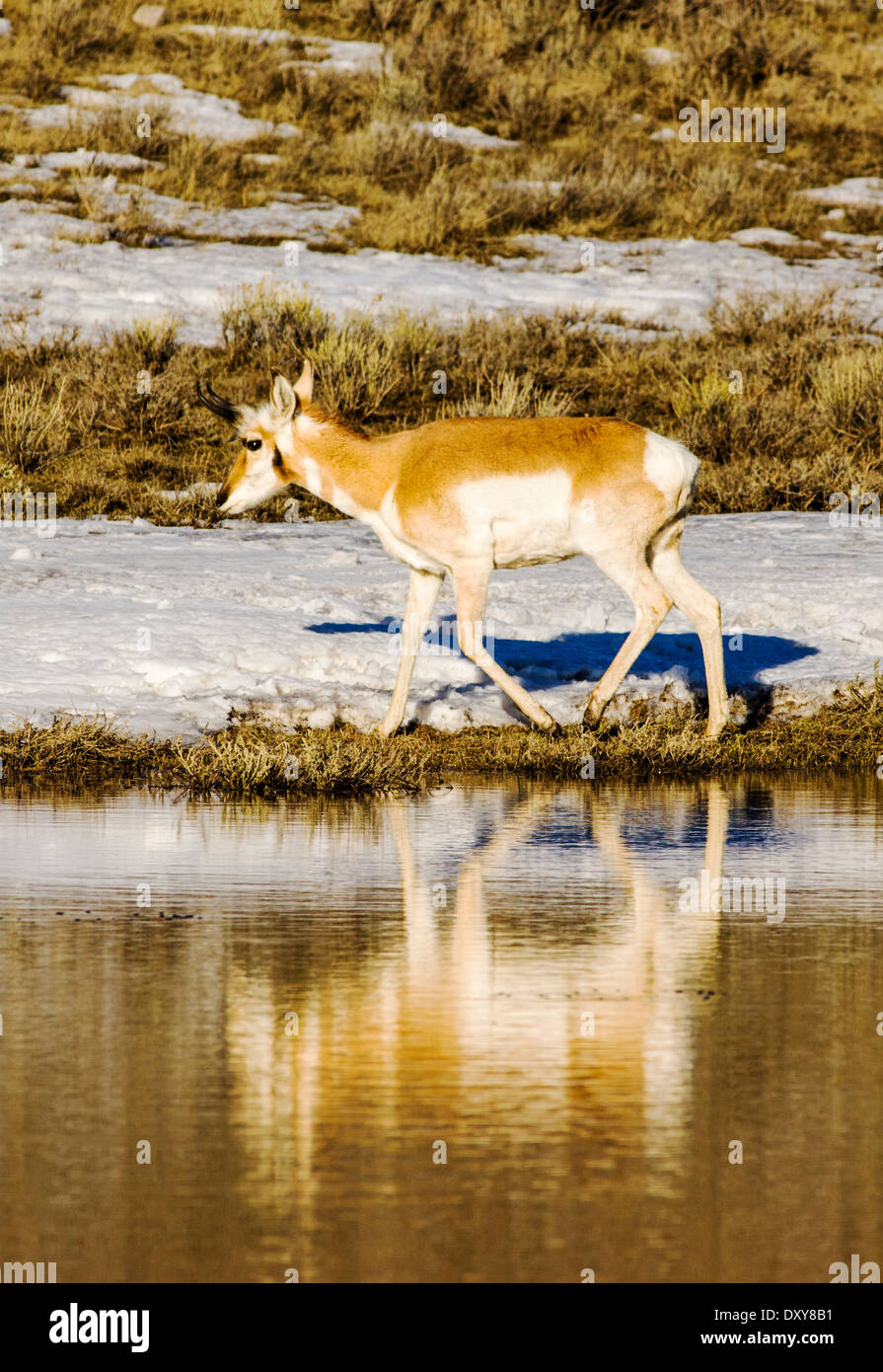 Pronghorn Antelope near Jackson Hole, Wyoming, USA Stock Photo