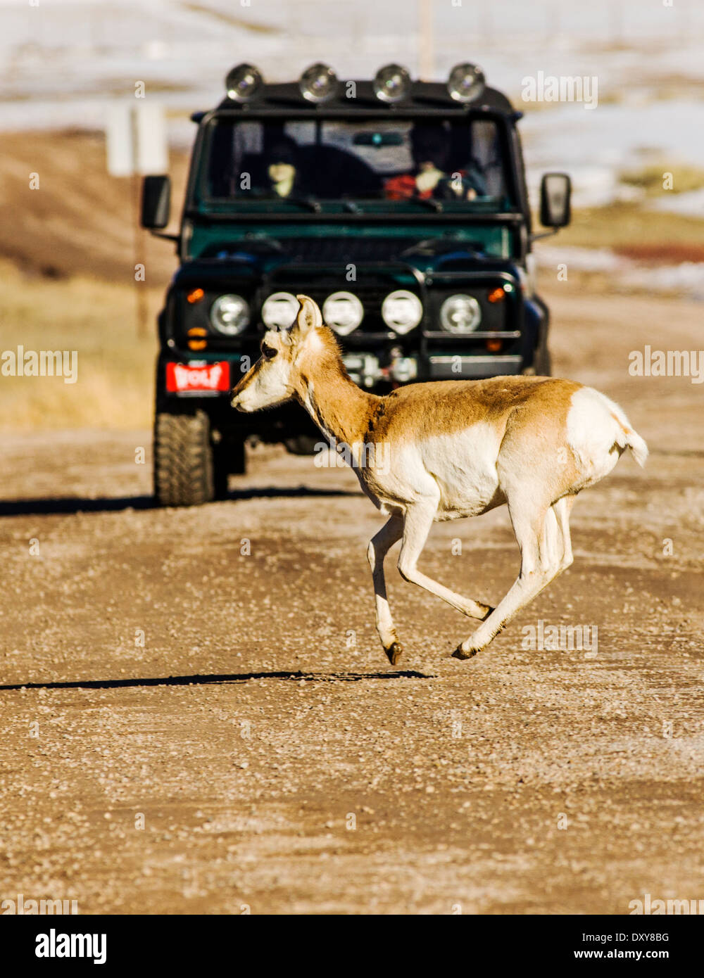 Pronghorn Antelope running in front of a car near Jackson Hole, Wyoming, USA Stock Photo