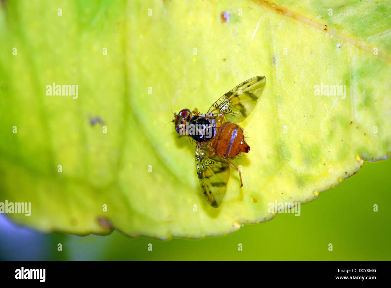 Fruit fly on Citrus leaf, Upper view Stock Photo