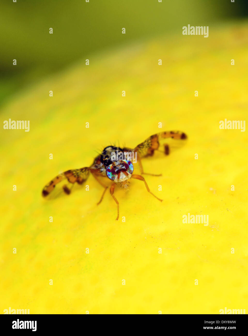 Fruit fly on lemon, Front view Stock Photo