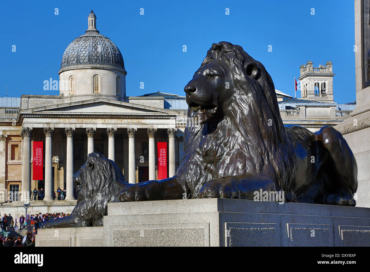 Statue of lion by Landseer beneath Nelson's Column and the National Gallery in Trafalgar Square, London, England Stock Photo