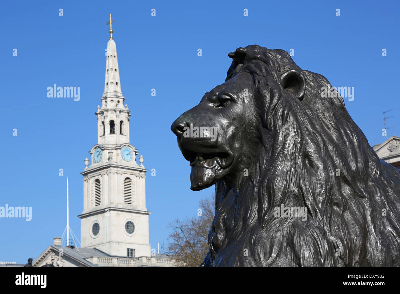 Statue of lion by Landseer beneath Nelson's Column and St Martins in the Fields church in Trafalgar Square, London, England Stock Photo