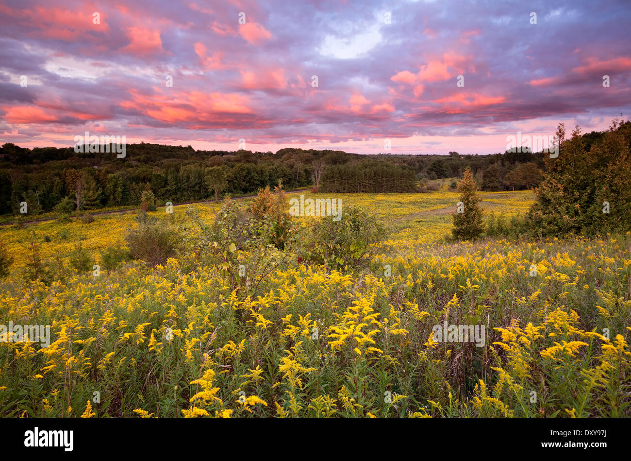 A Field of Goldenrod during a spectacular sunset at Rogers Reservoir