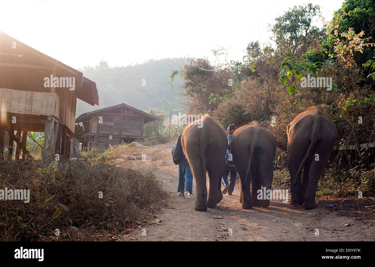 Three young elephants walk up the hill in Huay Pakoot village in northern Thailand. Stock Photo