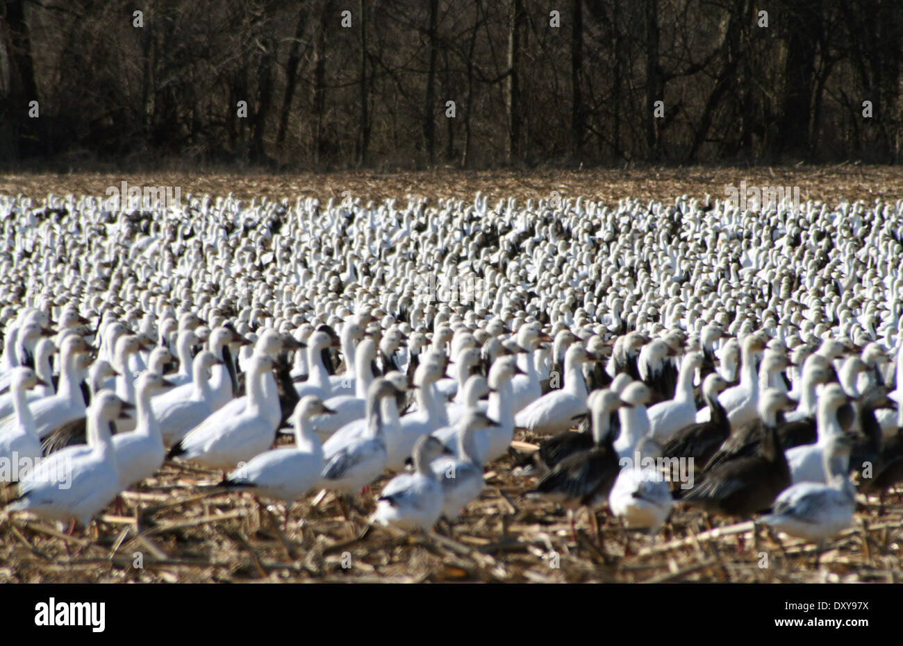 thousands of migrating geese in a field in Illinois, USA Stock Photo