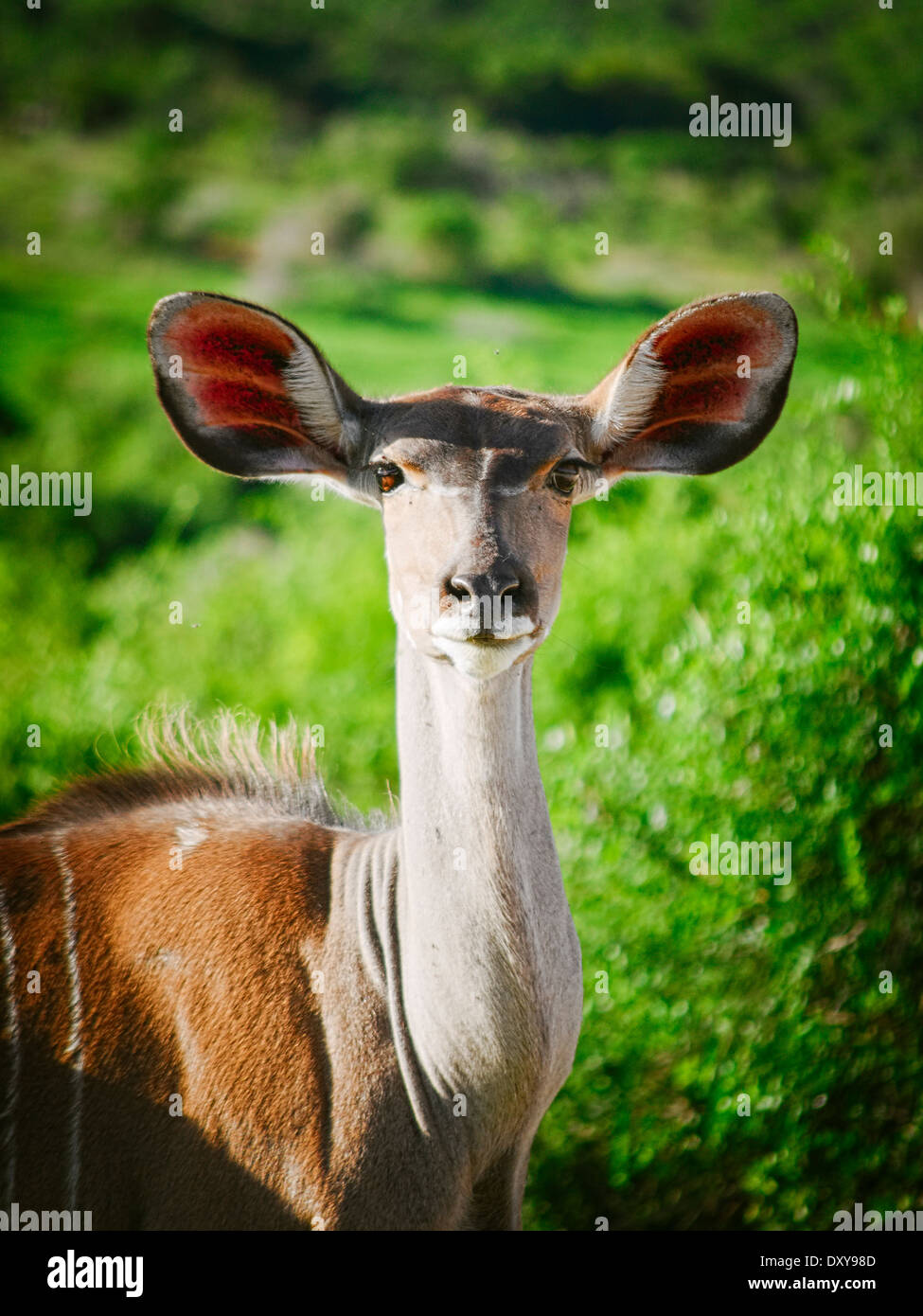 female kudu looking straight at me Stock Photo