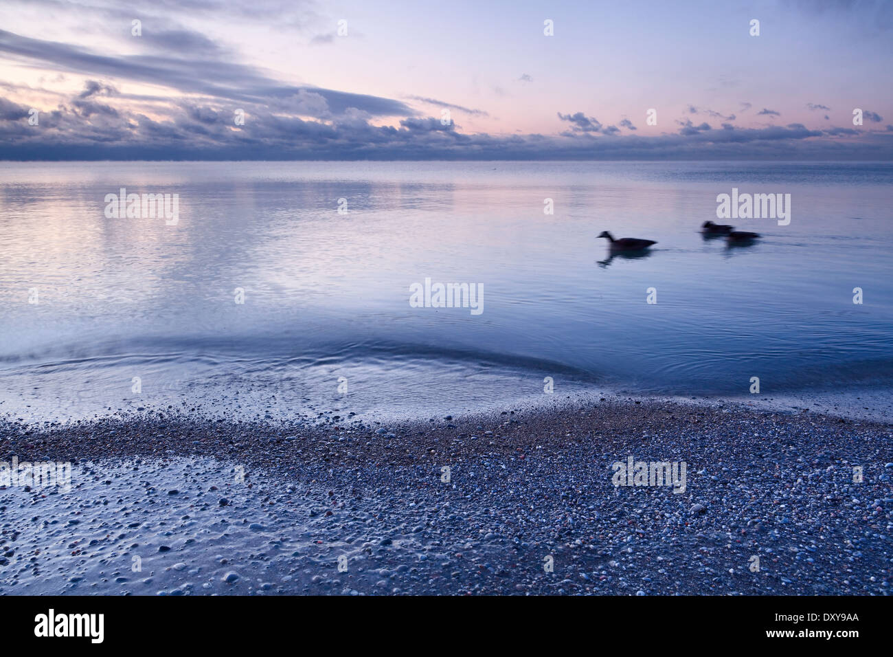 Three birds swimming on Lake Ontario with ice covered stones at dawn, Scarborough Bluffs in Bluffer's Park, Scarborough, Ontario Stock Photo