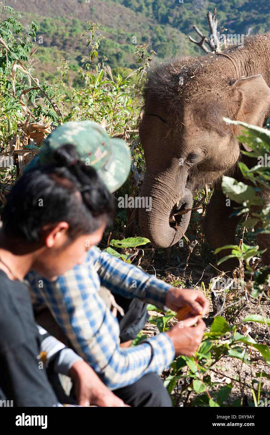 Elephant joins two mahouts sitting in the cornfield in Huay Pakoot, northern Thailand. Stock Photo