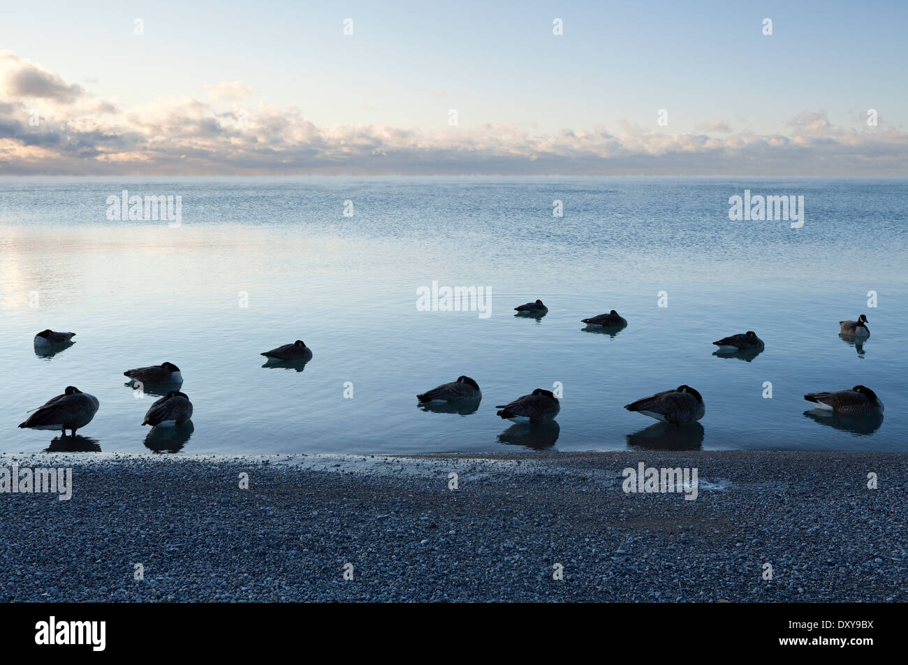 Canada Geese keeping warm during a very cold morning at the Scarborough Bluffs in Bluffer's Park, Scarborough, Ontario, Canada. Stock Photo