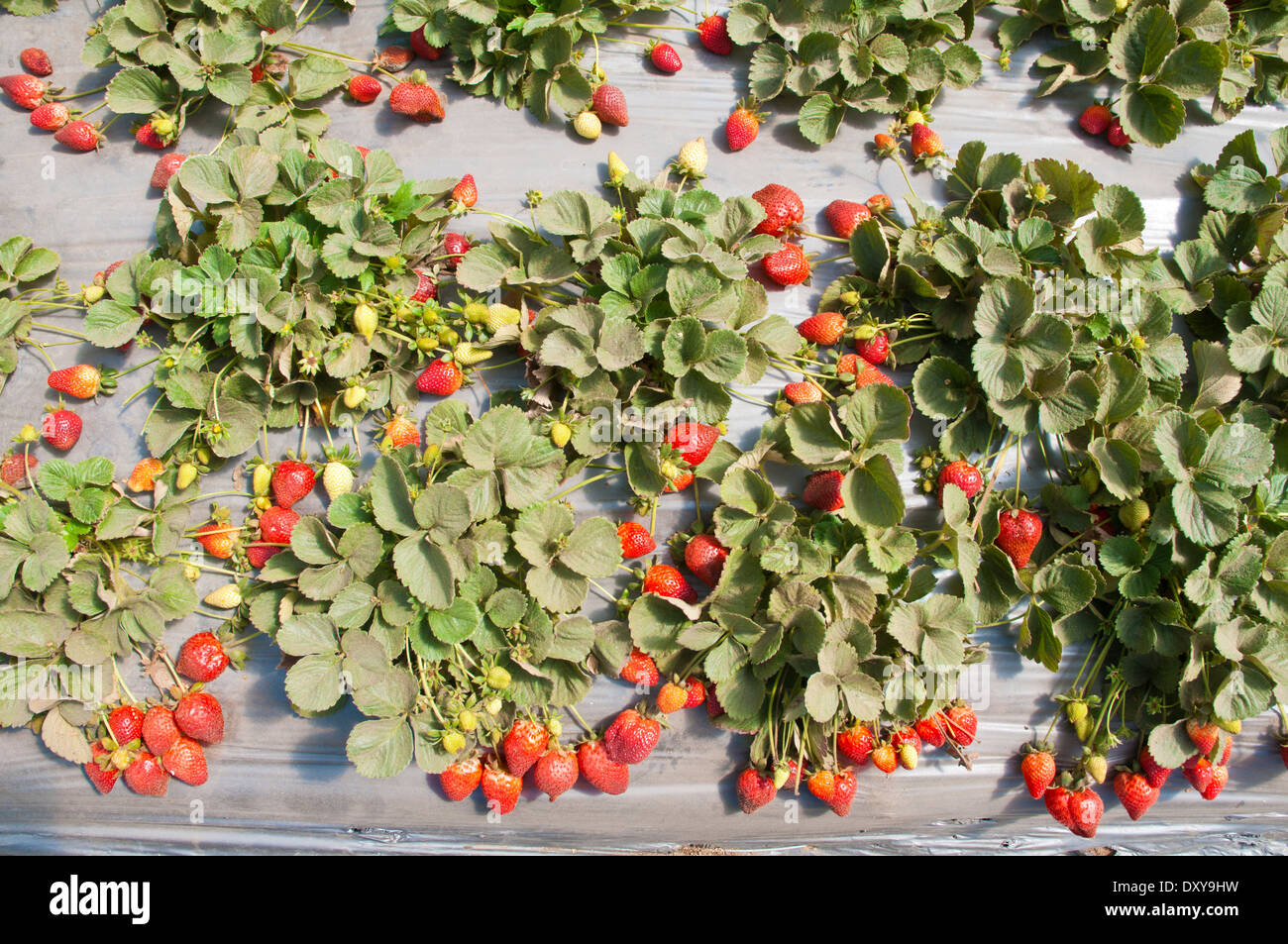 Strawberry patch hires stock photography and images Alamy