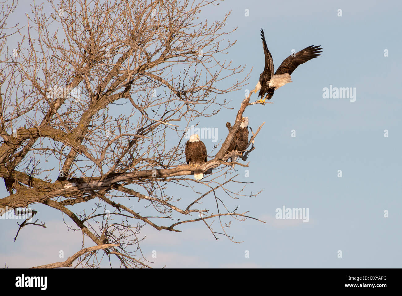 Group of bald eagles perched in a tree along the Minnesota River Stock Photo Alamy