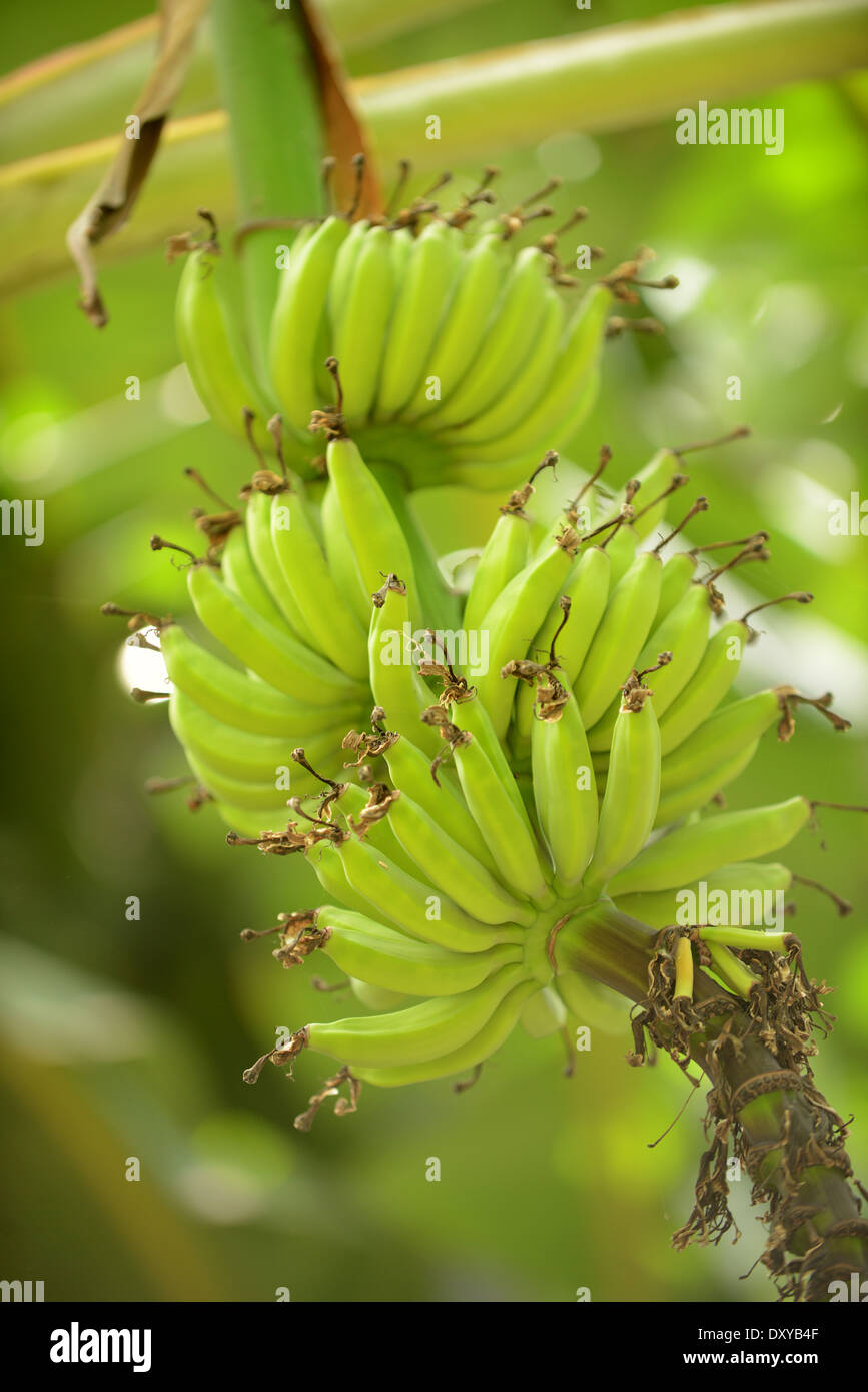green bananas growing on tree Stock Photo Alamy