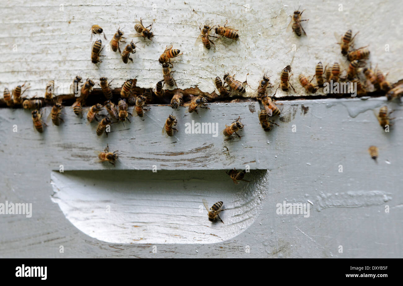 Collect swarms hi-res stock photography and images - Alamy
