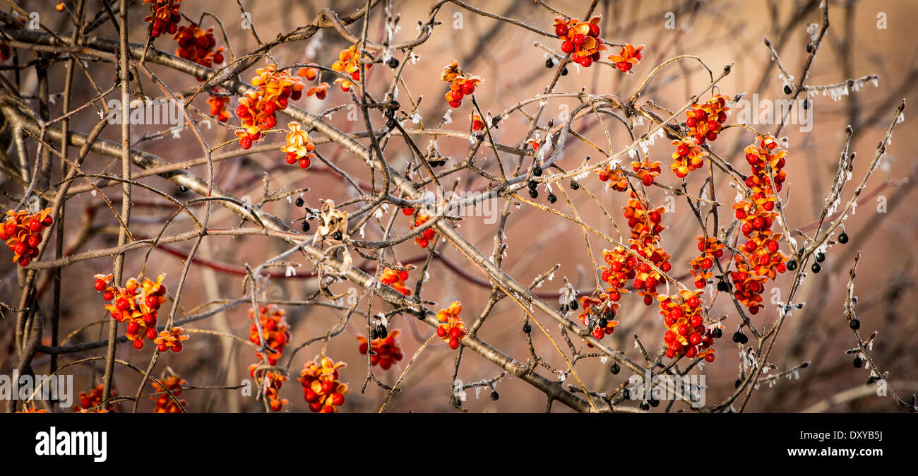 American bittersweet hires stock photography and images Alamy
