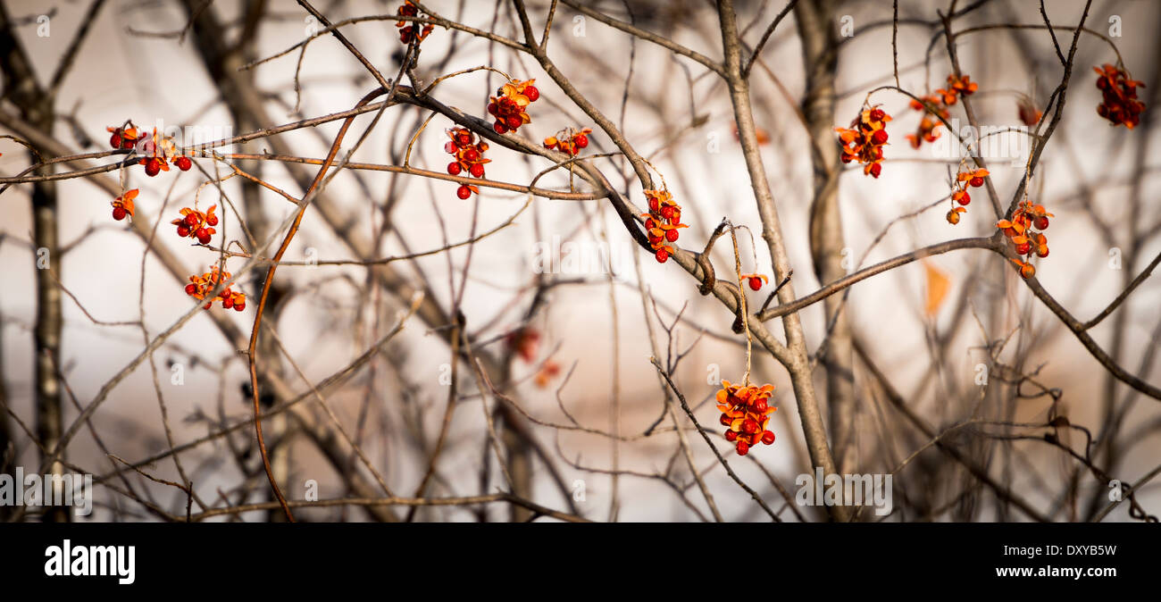 American bittersweet hi-res stock photography and images - Alamy