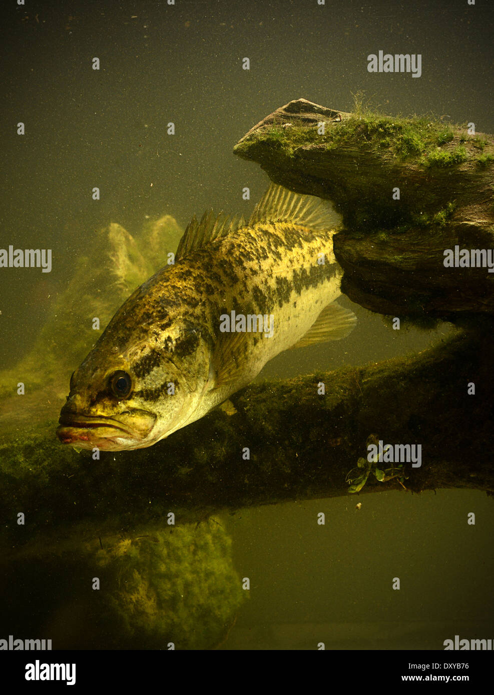 a large mouth bass fish underwater Stock Photo Alamy