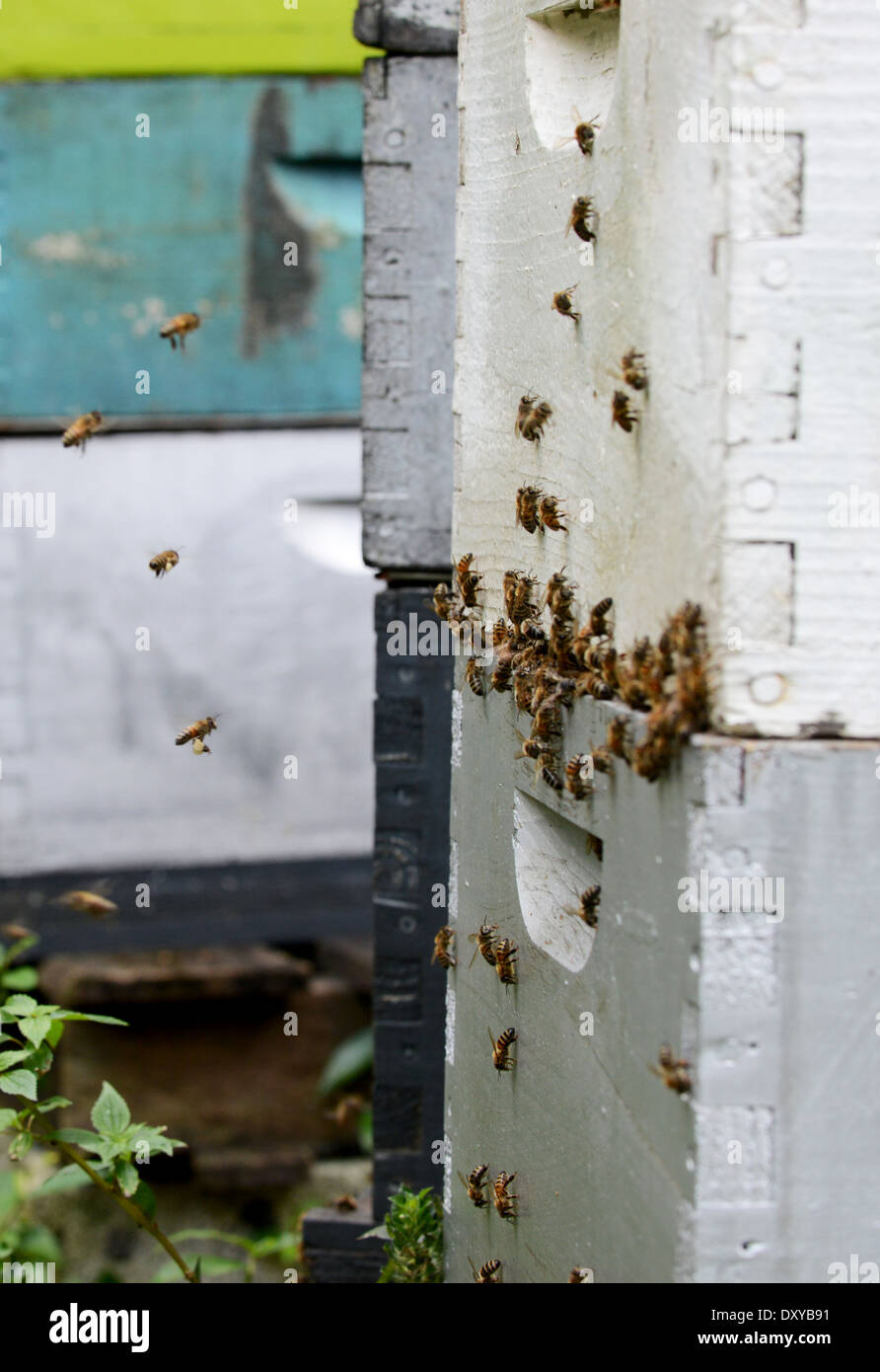 Bees around beehive hi-res stock photography and images - Alamy
