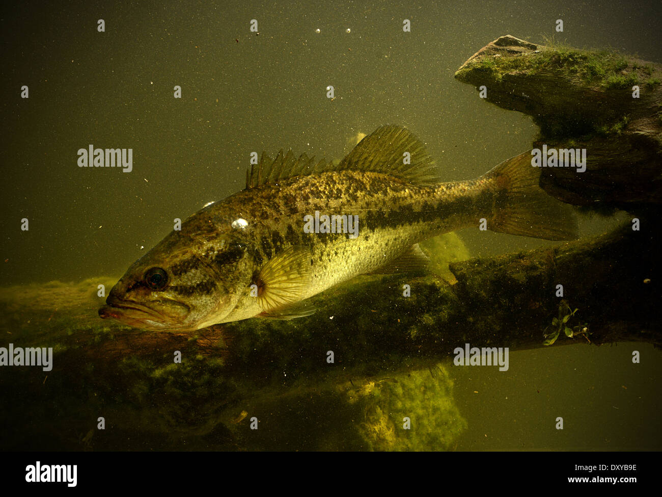 largemouth bass underwater feeding