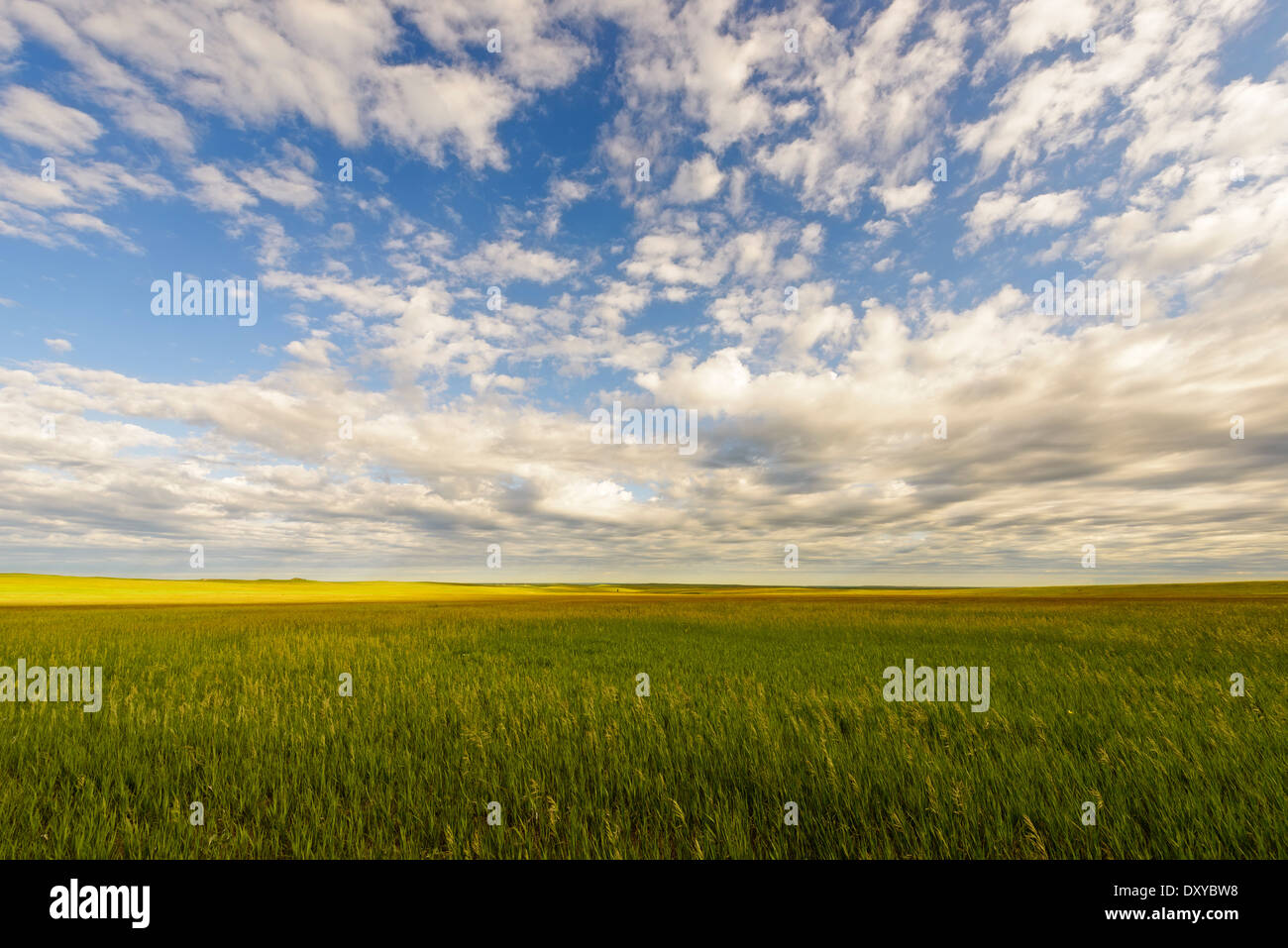 Green prairie under a blue sky with clouds. Stock Photo