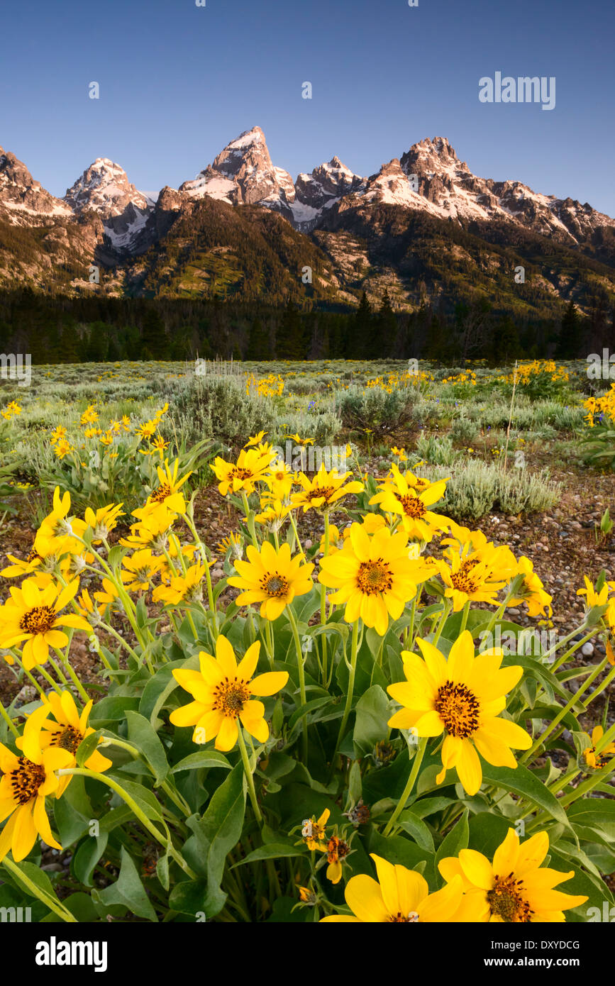 Arrowleaf Balsamroot flowers in front of the Teton Range in Grand Teton National Park. Stock Photo