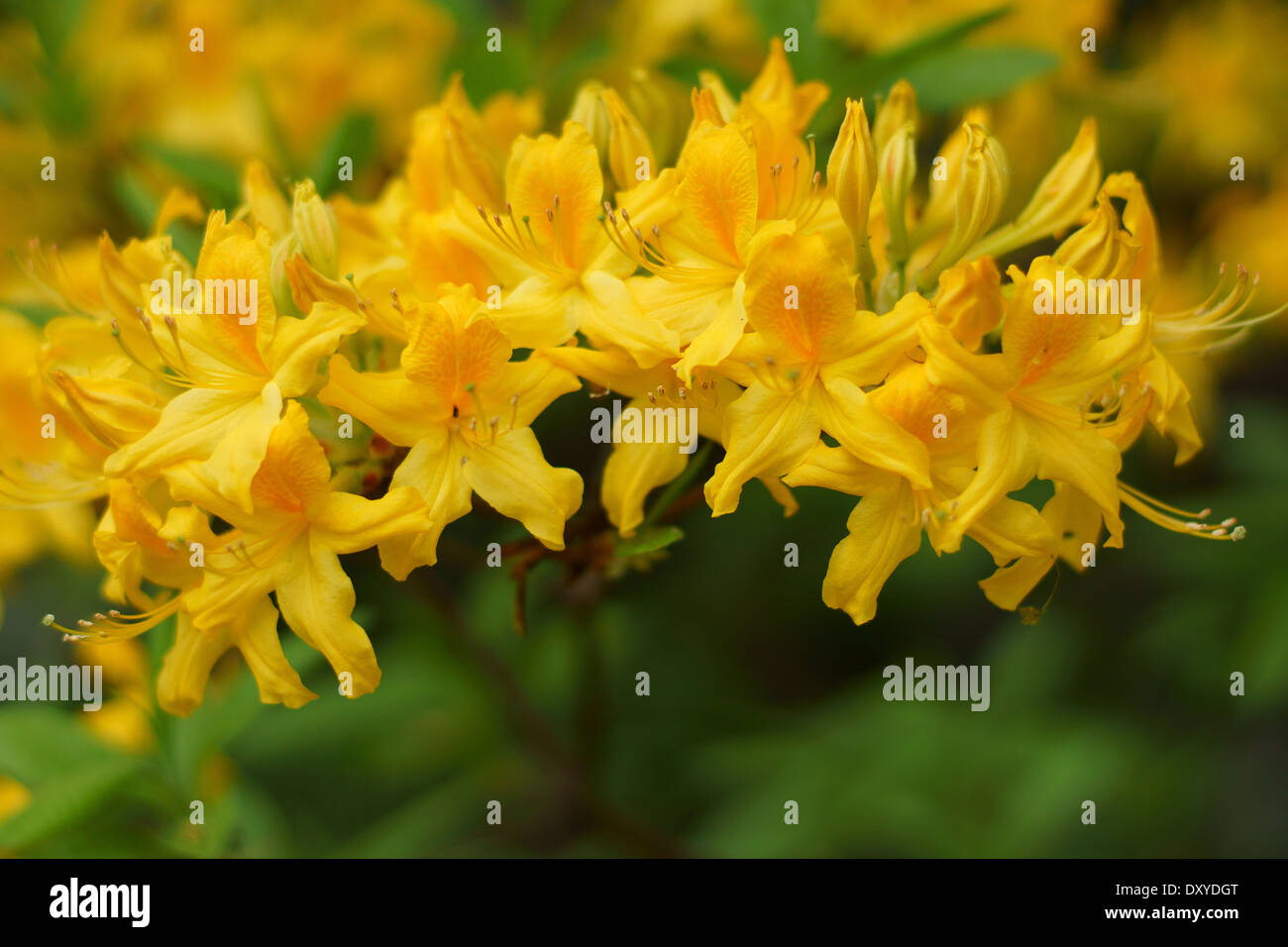 Rich yellow azalea flowers close up Rhododendron luteum Stock Photo