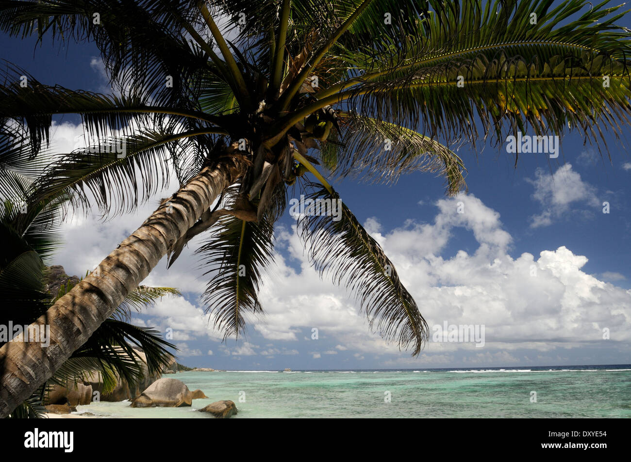 Coconut Palm, Boulders, and Lagoon at Anse Source d'Argent Beach at La Digue, Seychelles Stock