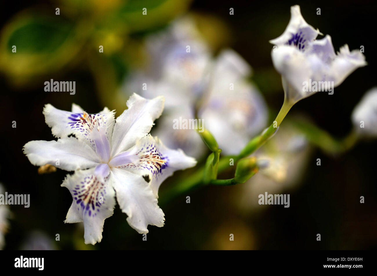 Changsha. 2nd Apr, 2014. Photo taken on April 2, 2014 shows Fringed Iris blossoms in Changsha, capital of central China's Hunan Province. © Long Hongtao/Xinhua/Alamy Live News Stock Photo