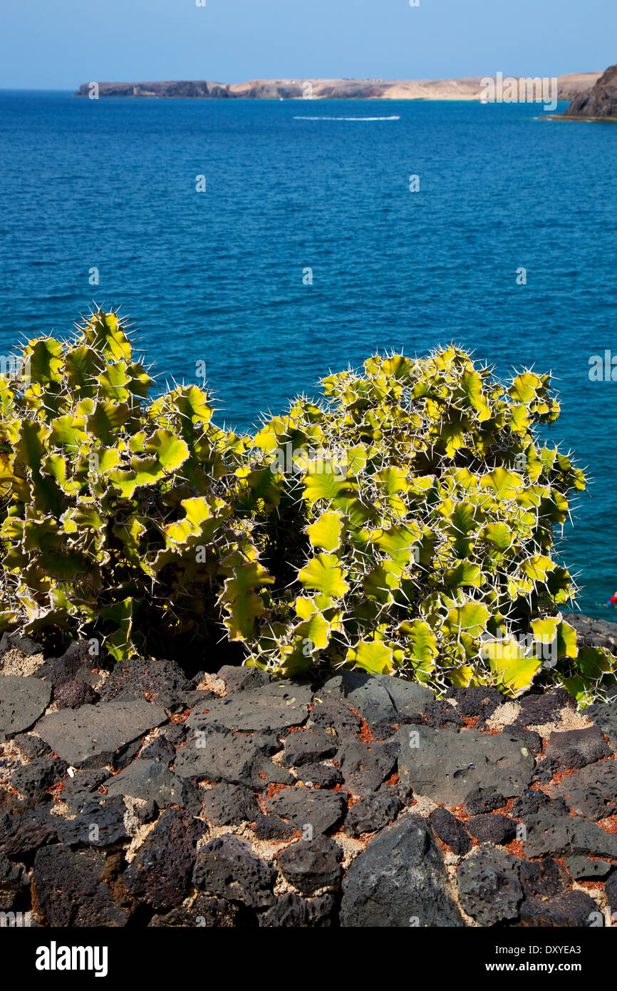 Seaweed cactus hi-res stock photography and images - Alamy