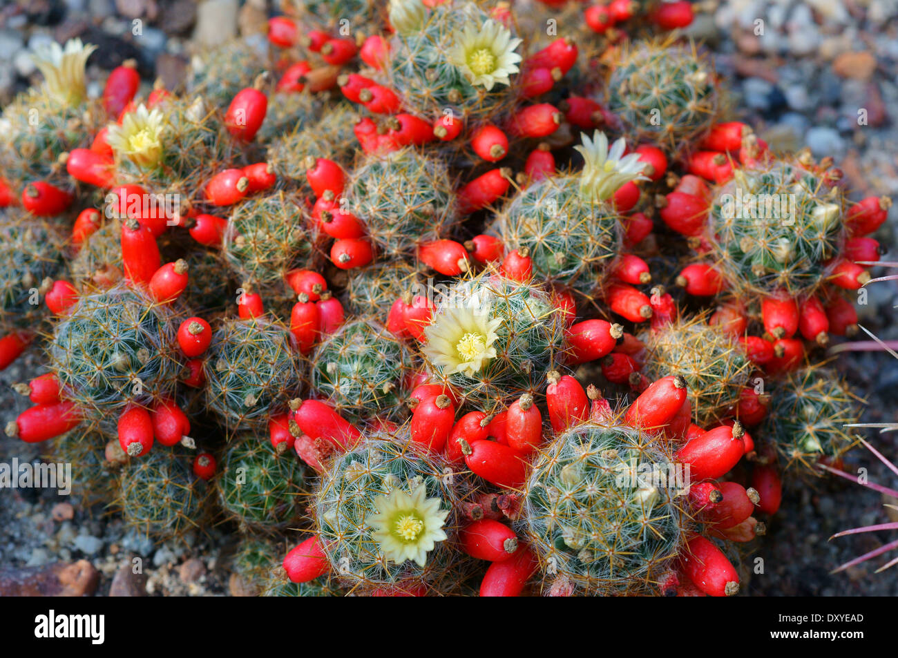 Cactus mammillaria prolifera fruits flowers hi-res stock photography and  images - Alamy
