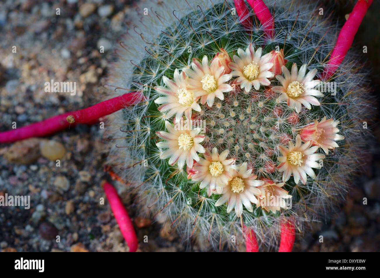 Cactus Mammillaria kunzeana flowers and fruits close up Stock Photo