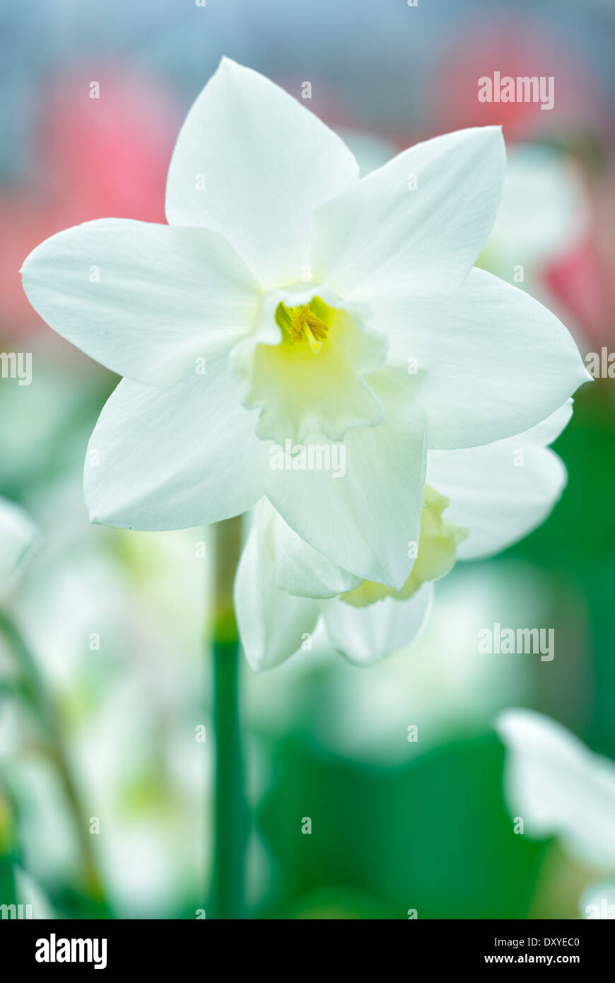 Narcissus jonquilla pueblo hires stock photography and images Alamy