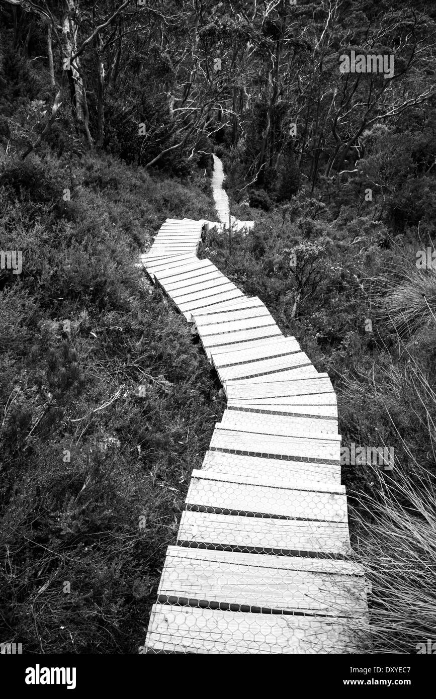 Steps down to forest, in black and white Stock Photo