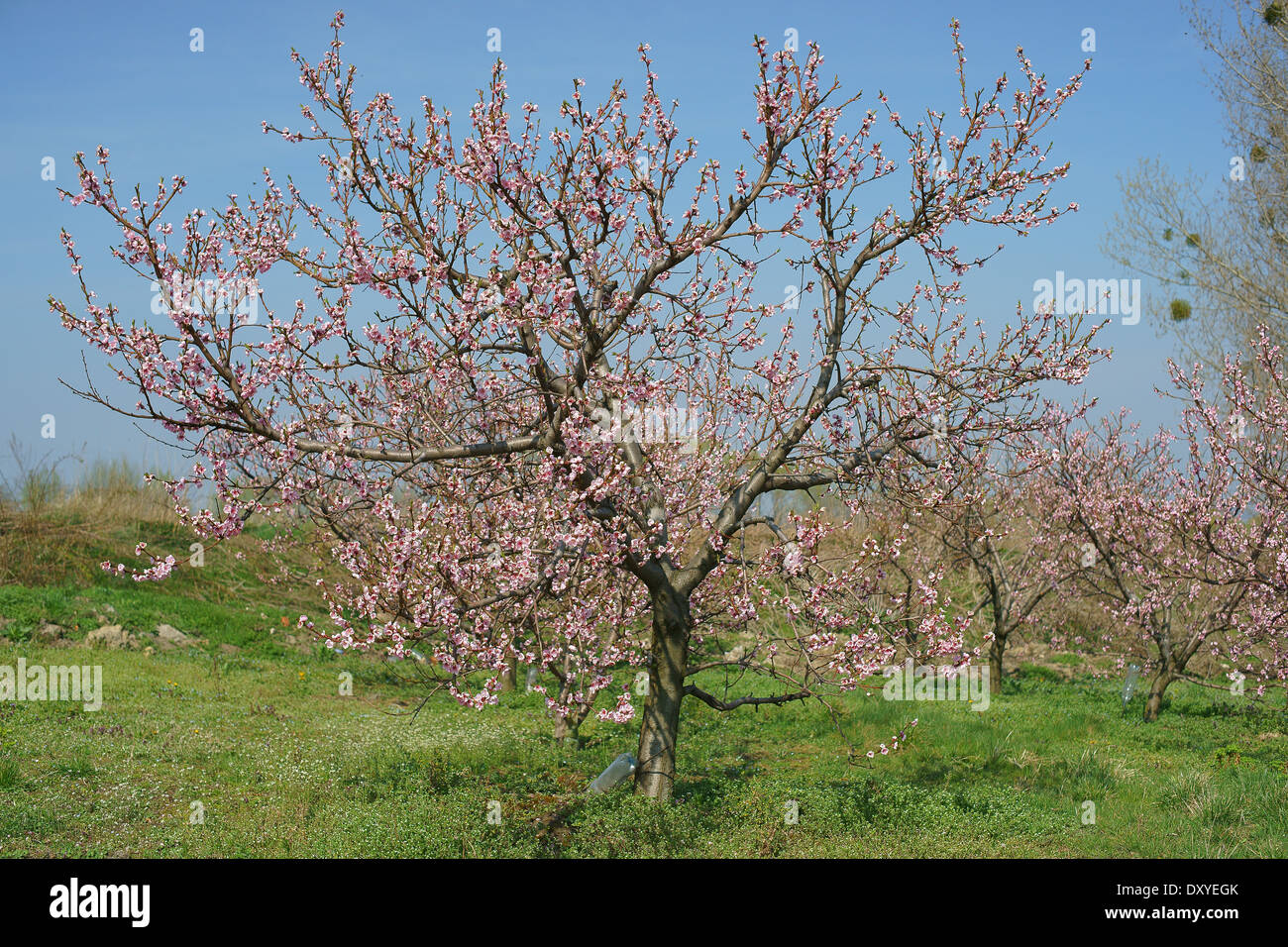 Peach tree blooming in the spring Stock Photo - Alamy