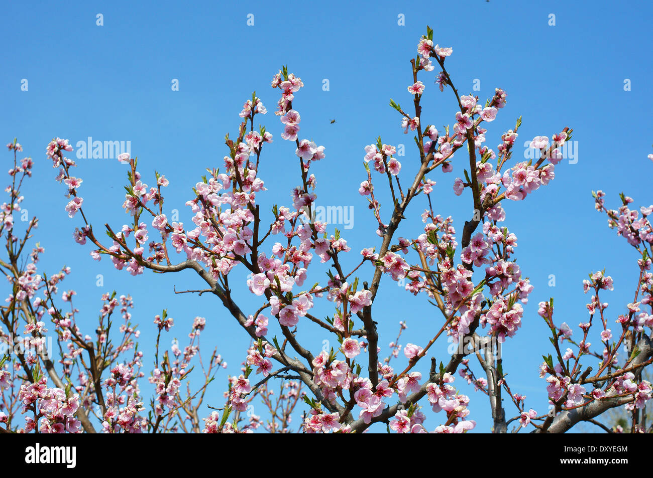 Peach tree blossom against blue sky Stock Photo