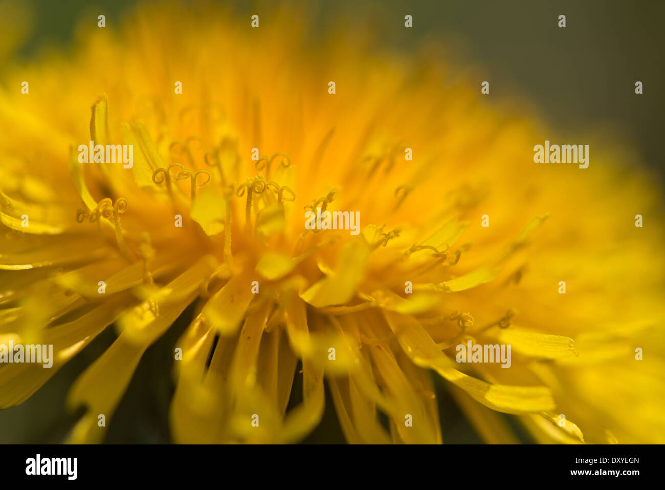 bright open dandelion flower head showing minute details of each