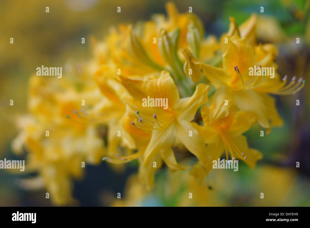 Rich yellow azalea flowers close up Rhododendron luteum Stock Photo