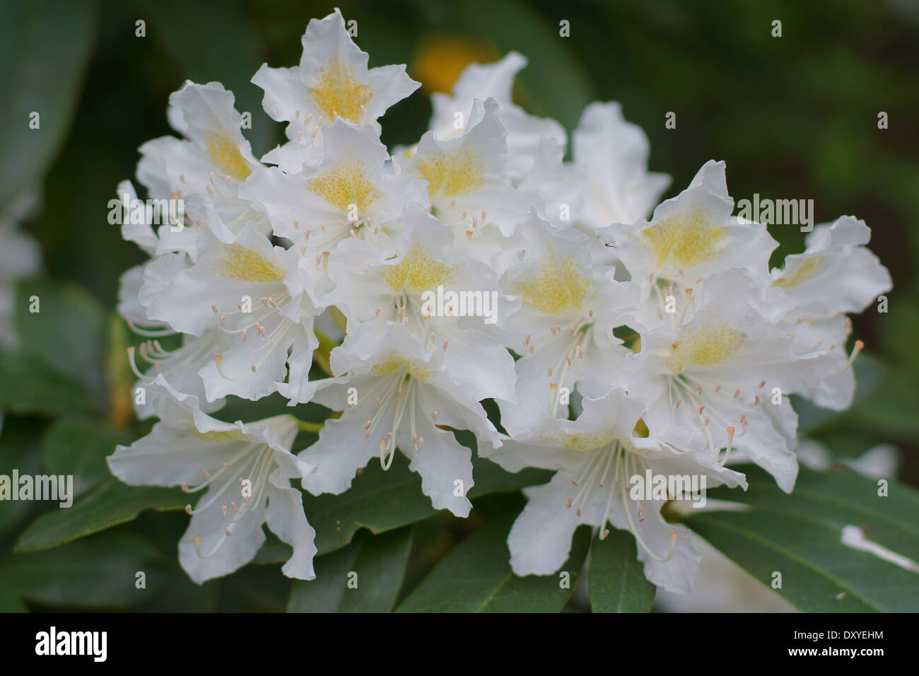 White Rhododendron  flowers Cunningham's white Stock Photo