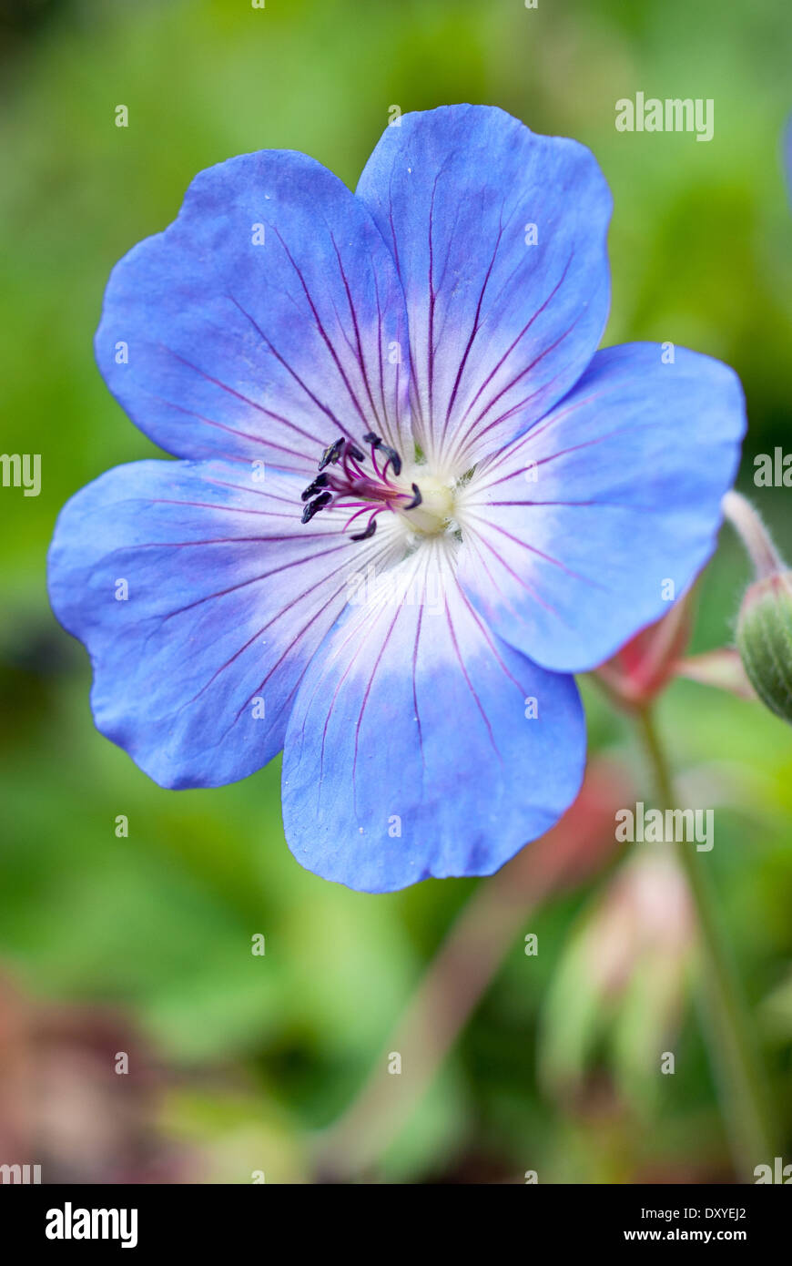 Close up of Geranium Rozanne, 'Gerwat'. Perennial, August. Single blue flower. Stock Photo