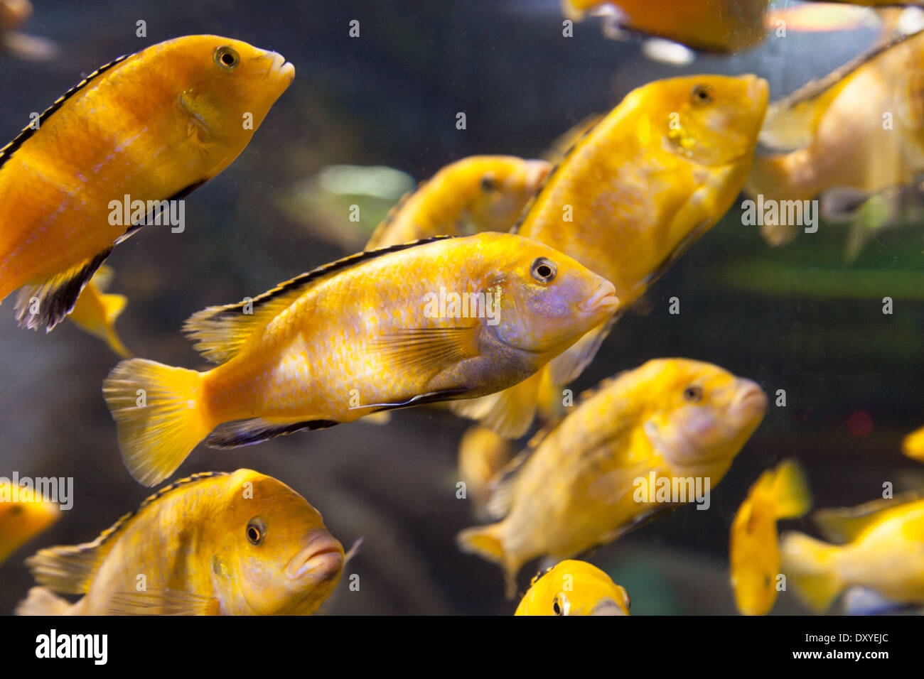 Lemon cichlid fish, native to lake Tanganyika, Africa, Neolamprologus leleupi, in a tank; Dubai aquarium, Dubai, UAE, Stock Photo