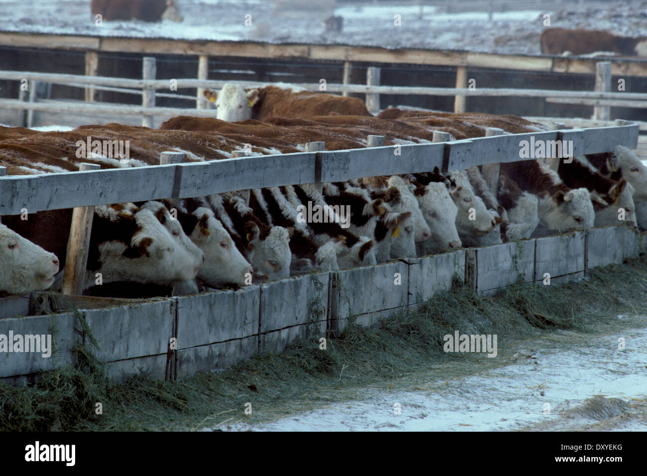 Hereford cattle feeding on hay in a Concentrated Animal Feeding Operation (CAFO) in SW Idaho Stock Photo - Alamy Hereford cattle feeding on hay in a Concentrated Animal Feeding Operation (CAFO) in SW Idaho Stock Photo - Alamy