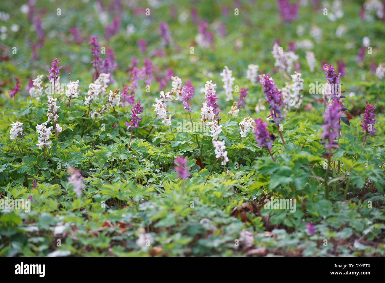 Fumewort spring flowers Corydalis bulbosa Stock Photo