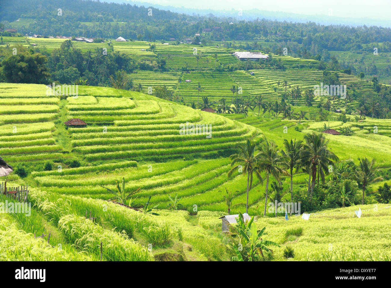 Bali Jatiluwih Rice Terraces field Indonesia Stock Photo - Alamy