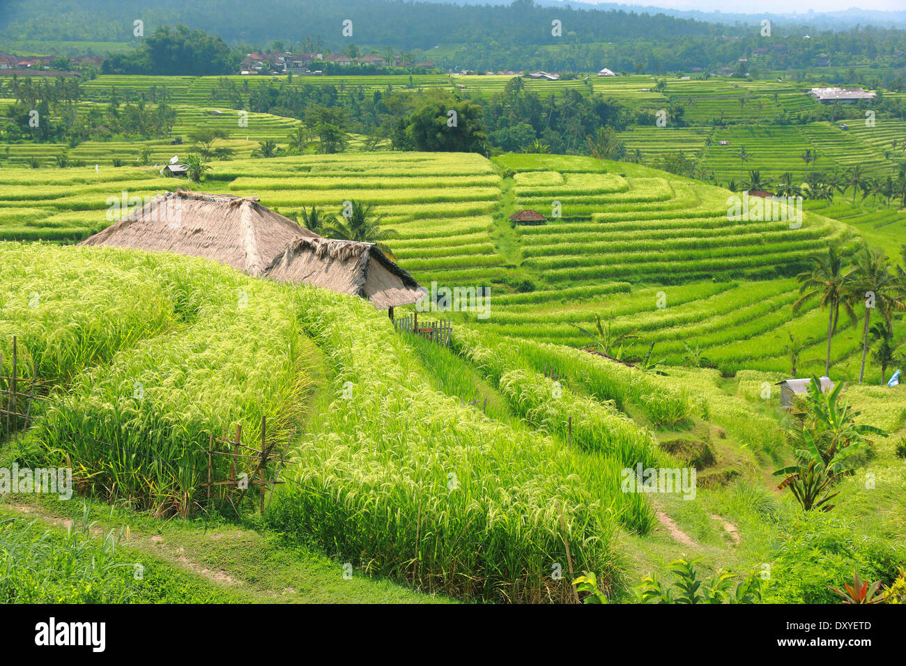 Bali Jatiluwih Rice Terraces field Indonesia Stock Photo