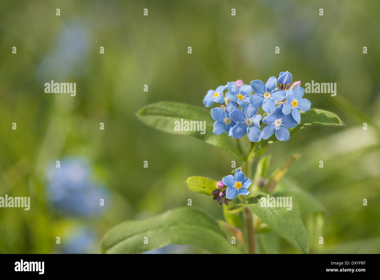 single bunch of blooms of forget-me-not  flowers against a shallow depth of field background of out of focus Stock Photo