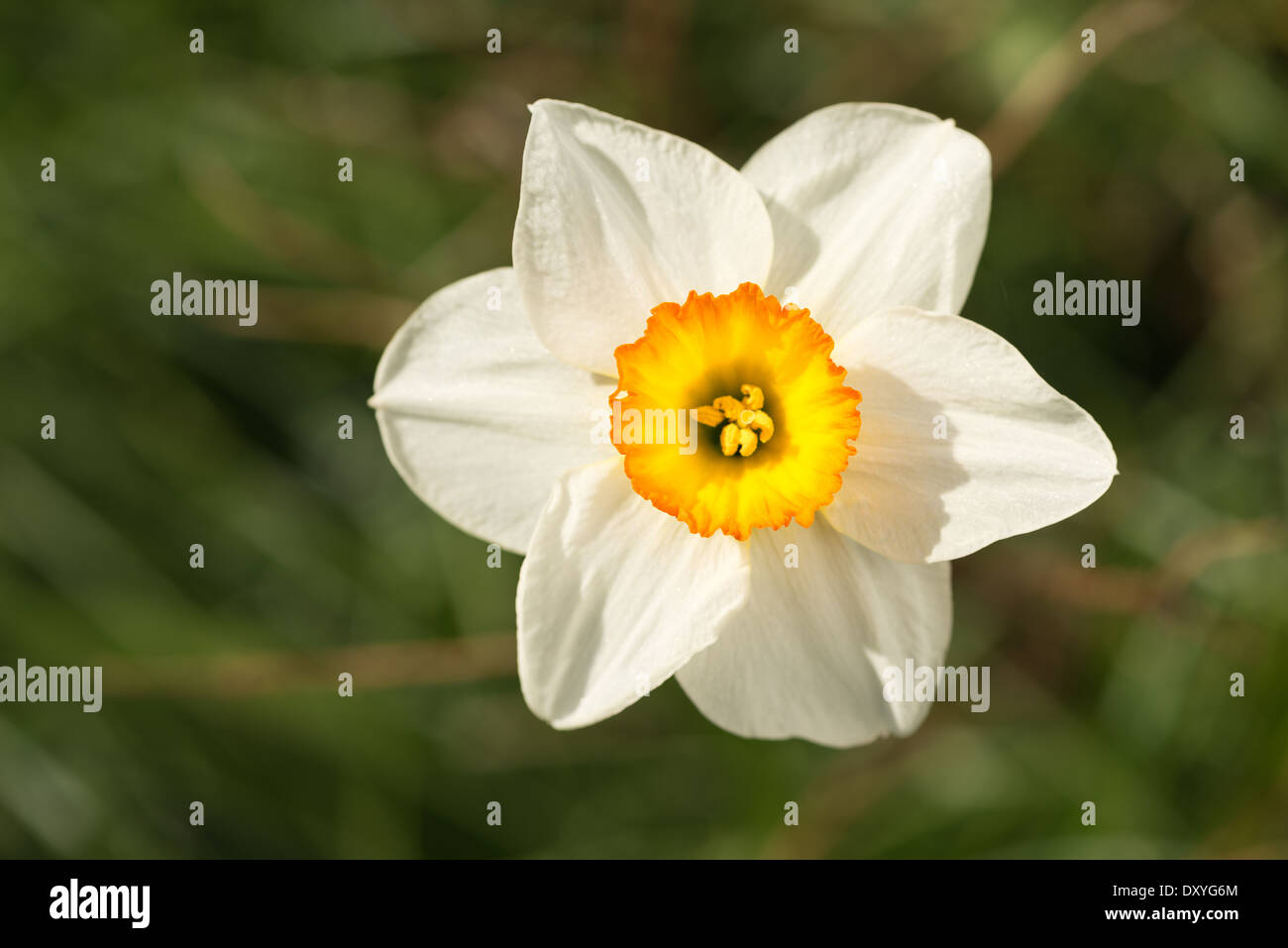 Spring flowers white Narcissus daffodil bunch flowers Stock Photo